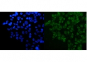 Immunofluorescent staining of FFPE human HepG2 cells with DYNLL1 antibody (green) and DAPI nuclear stain (blue). HIER: steam section in pH6 citrate buffer for 20 min.