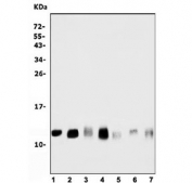 Western blot testing of 1) rat testis, 2) rat brain, 3) mouse testis, 4) mouse brain, 5) human MCF7, 6) human A549 and 7) human Caco-2 cell lysate with DYNLL1 antibody. Predicted molecular weight ~12 kDa.