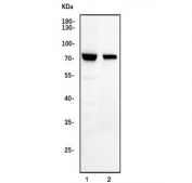 Western blot testing of human 1) HeLa and 2) Jurkat cell lysate with MAVS antibody. Expected molecular weight: 51-54 kDa (cleaved), 57 kDa (unmodified), 75 kDa (aggregated).