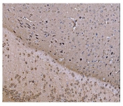 IHC staining of FFPE mouse brain tissue with COPS5 antibody. HIER: boil tissue sections in pH8 EDTA for 20 min and allow to cool before testing.