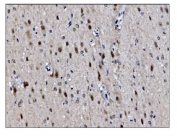 IHC staining of FFPE rat brain tissue with COPS5 antibody. HIER: boil tissue sections in pH8 EDTA for 20 min and allow to cool before testing.