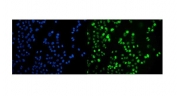 Immunofluorescent staining of FFPE human T-47D cells with COPS5 antibody (green) and DAPI nuclear stain (blue). HIER: steam section in pH6 citrate buffer for 20 min.