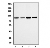 Western blot testing of human 1) Jurkat, 2) HeLa, 3) K562 and 4) PC-3 cell lysate with Calpain 1 antibody. Predicted molecular weight: ~82 kDa.