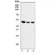 Western blot testing of human 1) HepG2, 2) U-87 MG and 3) HL60 cell lysate with ERLEC1 antibody. Predicted molecular weight ~55 kDa.