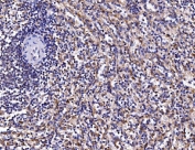 IHC staining of FFPE human spleen tissue with FKBP15 antibody. HIER: boil tissue sections in pH8 EDTA for 20 min and allow to cool before testing.