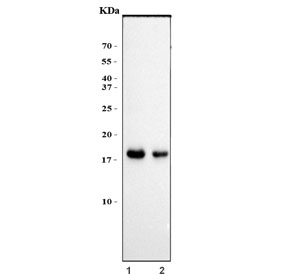 Western blot testing of human 1) HaCaT and 2) HepG2 cell lysate with HES5 antibody. Predicted molecular weight ~18 kDa.