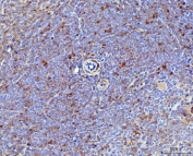 IHC staining of FFPE mouse spleen tissue with Il-17a antibody. HIER: boil tissue sections in pH8 EDTA for 20 min and allow to cool before testing.
