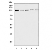 Western blot testing of 1) human Caco-2, 2) human SH-SY5Y, 3) rat testis, 4) mouse brain and 5) mouse testis tissue with BRSK2 antibody. Predicted molecular weight: 69-85 kDa.