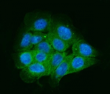 Immunofluorescent staining of FFPE human A431 cells with MENA antibody (green) and DAPI nuclear stain (blue). HIER: steam section in pH6 citrate buffer for 20 min.