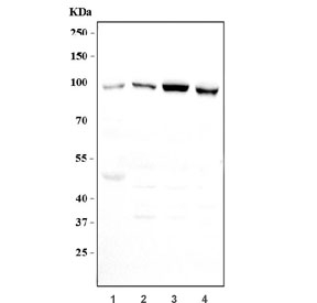 Western blot testing of human 1) A549, 2) HeLa, 3) HepG2 and 4) HEK293 cell lysate with Fibroblast Growth Factor Receptor 3 antibody. Predicted molecular weight: 87-135 kDa depending on glycosylation level.