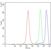 Flow cytometry testing of human Jurkat cells with Calmegin antibody at 1ug/million cells (blocked with goat sera); Red=cells alone, Green=isotype control, Blue= Calmegin antibody.