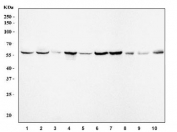 Western blot testing of 1) human A549, 2) human U-251, 3) human U-2 OS, 4) human Daudi, 5) human MCF7, 6) human T-47D, 7) human Caco-2, 8) rat testis, 9) mouse testis and 10) mouse RAW264.7 cell lysate with Importin subunit alpha-1 antibody. Predicted molecular weight ~58 kDa.