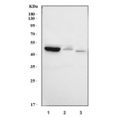 Western blot testing of 1) human HeLa, 2) monkey COS-7 and 3) mouse NIH 3T3 cell lysate with MCART1/2 antibody. Predicted molecular weight ~34 kDa.