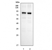 Western blot testing of human 1) HeLa and 2) MCF7 cell lysate with KHSRP antibody. Predicted molecular weight ~73 kDa.