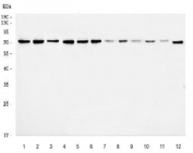 Western blot testing of 1) human HeLa, 2) human HepG2, 3) human K562, 4) human Caco-2, 5) human SiHa, 6) human RT4, 7) rat brain, 8) rat heart, 9) rat testis, 10) rat C6, 11) mouse brain and 12) mouse NIH 3T3 cell lysate with Embryonic ectoderm development protein antibody. Expected molecular weight: 30~65 kDa (multiple isoforms).