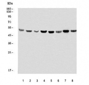 Western blot testing of 1) human placenta, 2) human PC-3, 3) human SiHa, 4) human K562, 5) rat brain, 6) rat ovary, 7) mouse brain and 8) mouse ovary tissue lysate with ELK1 antibody. Predicted molecular weight ~45 kDa.