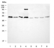 Western blot testing of 1) human 293T, 2) human A431, 3) human HepG2, 4) human PC-3, 5) rat liver, 6) rat heart, 7) mouse liver and 8) mouse heart tissue lysate with MIPOL1 antibody. Predicted molecular weight ~52 kDa (isoform 1).