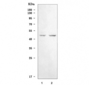 Western blot testing of human 1) K562 and 2) 293T cell lysate with WIPF3 antibody. Predicted molecular weight ~49 kDa.