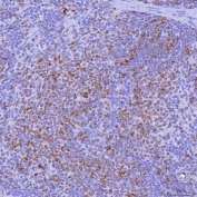 IHC staining of FFPE rat spleen tissue with Light antibody. HIER: boil tissue sections in pH8 EDTA for 20 min and allow to cool before testing.