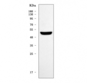 Western blot testing of human MCF7 cell lysate with TRMT5 antibody. Predicted molecular weight ~58 kDa, commonly observed at 50-60 kDa.