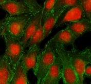 Immunofluorescent staining of FFPE human U-2 OS cells with TRMT5 antibody (red) and Tubulin Alpha mAb (green). HIER: steam section in pH6 citrate buffer for 20 min.