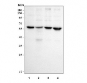 Western blot testing of human 1) HeLa, 2) Jurkat, 3) 293T and 4) HepG2 cell lysate with Target of EGR1 protein 1 antibody. Predicted molecular weight ~57 kDa.
