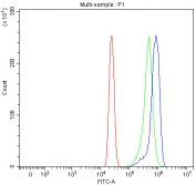 Flow cytometry testing of human HL60 cells with SELT antibody at 1ug/million cells (blocked with goat sera); Red=cells alone, Green=isotype control, Blue= SELT antibody.
