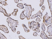 IHC staining of FFPE human placental tissue with SELT antibody. HIER: boil tissue sections in pH8 EDTA for 20 min and allow to cool before testing.