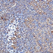 IHC staining of FFPE mouse kidney tissue with SELT antibody. HIER: boil tissue sections in pH8 EDTA for 20 min and allow to cool before testing.