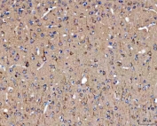 IHC staining of FFPE mouse brain tissue with SELT antibody. HIER: boil tissue sections in pH8 EDTA for 20 min and allow to cool before testing.
