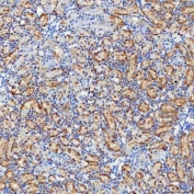 IHC staining of FFPE rat kidney tissue with SELT antibody. HIER: boil tissue sections in pH8 EDTA for 20 min and allow to cool before testing.