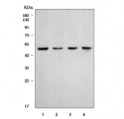 Western blot testing of 1) rat RH35, 2) mouse spleen, 3) mouse testis and 4) mouse Neuro-2a cell lysate with Y-box-binding protein 1 antibody. Expected molecular weight: 39~50 kDa depending on glycosylation level.