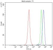 Flow cytometry testing of human JK cells with TOM1L1 antibody at 1ug/million cells (blocked with goat sera); Red=cells alone, Green=isotype control, Blue= TOM1L1 antibody.