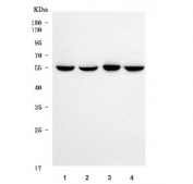 Western blot testing of human 1) HeLa, 2) 293T, 3) T-47D and 4) HEL cell lysate with TOM1L1 antibody. Predicted molecular weight ~53 kDa.