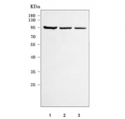 Western blot testing of human 1) 293T, 2) HepG2 and 3) HeLa cell lysate with RRP1B antibody. Predicted molecular weight ~84 kDa.