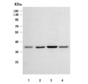 Western blot testing of 1) human A431, 2) human MCF7, 3) human 293T and 4) monkey COS-7 cell lysate with RRP7A antibody. Expected molecular weight: 32-42 kDa.