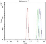 Flow cytometry testing of human SiHa cells with RRP7A antibody at 1ug/million cells (blocked with goat sera); Red=cells alone, Green=isotype control, Blue= RRP7A antibody.