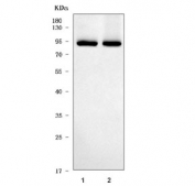 Western blot testing of human 1) HepG2 and 2) Caco-2 cell lysate with TRIM71 antibody. Predicted molecular weight ~93 kDa.