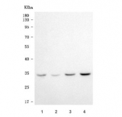 Western blot testing of human 1) HeLa, 2) Jurkat, 3) 293T and 4) HepG2 cell lysate with Elongation factor Ts antibody. Predicted molecular weight ~35 kDa.