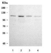 Western blot testing of human 1) RT4, 2) 293T, 3) HL60 and 4) HeLa cell lysate with TSHZ1 antibody. Predicted molecular weight ~118 kDa.