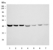 Western blot testing of 1) human HepG2, 2) human Daudi, 3) human 293T, 4) human MCF7, 5) rat brain, 6) mouse brain and 7) mouse spleen tissue lysate with EF-Tu antibody. Expected molecular weight: 43-46 kDa.
