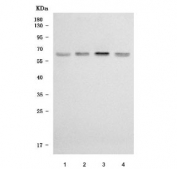 Western blot testing of human 1) HeLa, 2) 293T, 3) MOLT-4 and 4) Jurkat cell lysate with TTI2 antibody. Predicted molecular weight ~57 kDa.