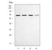 Western blot testing of human 1) HepG2, 2) HeLa, 3) MCF7 and 4) RT4 cell lysate with SERINC2 antibody. Predicted molecular weight ~51 kDa, commonly observed at 51-65 kDa.