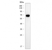 Western blot testing of human placenta tissue lysate with SERINC5 antibody. Predicted molecular weight ~47 kDa but may be observed at higher molecular weights due to glycosylation.