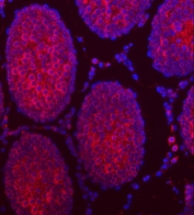Immunofluorescent staining of FFPE rat testis tissue with TTLL2 antibody (red) and DAPI nuclear stain (blue). HIER: steam section in pH8 EDTA buffer for 20 min.