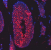 Immunofluorescent staining of FFPE mouse testis tissue with TTLL2 antibody (red) and DAPI nuclear stain (blue). HIER: steam section in pH8 EDTA buffer for 20 min.
