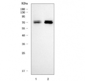 Western blot testing of human 1) Caco-2 and 2) SH-SY5Y cell lysate with TTLL2 antibody. Predicted molecular weight ~67 kDa.