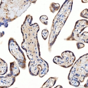 IHC staining of FFPE human placental tissue with TTLL2 antibody. HIER: boil tissue sections in pH8 EDTA for 20 min and allow to cool before testing.