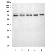 Western blot testing of 1) human HeLa, 2) rat testis, 3) rat C6, 4) mouse testis and 5) mouse NIH 3T3 cell lysate with SEL1L2 antibody. Predicted molecular weight ~78 kDa.