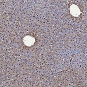 IHC staining of FFPE rat liver tissue with Selenium Binding Protein antibody. HIER: boil tissue sections in pH8 EDTA for 20 min and allow to cool before testing.